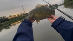 スモールマウスバスの釣果