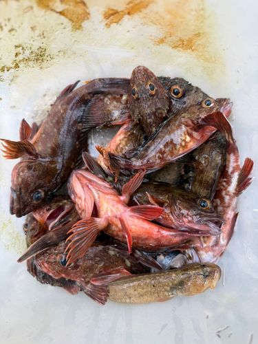 カサゴの釣果