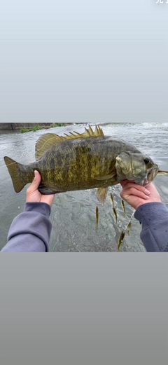 スモールマウスバスの釣果