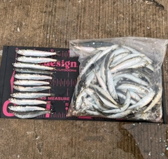 カタクチイワシの釣果