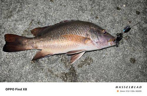 ゴマフエダイの釣果