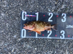 ガガネの釣果