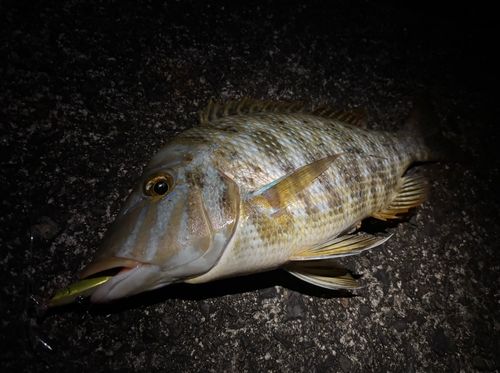 タマンの釣果