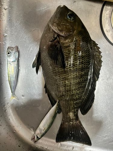 グレの釣果