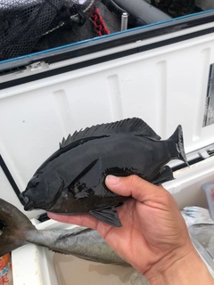 メジナの釣果