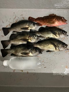メバルの釣果