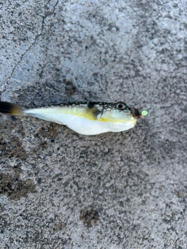 フグの釣果