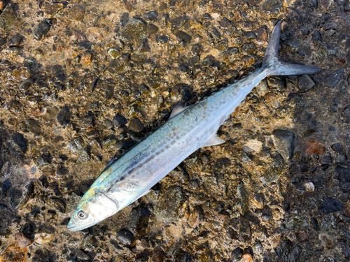 サゴシの釣果
