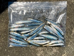 カタクチイワシの釣果