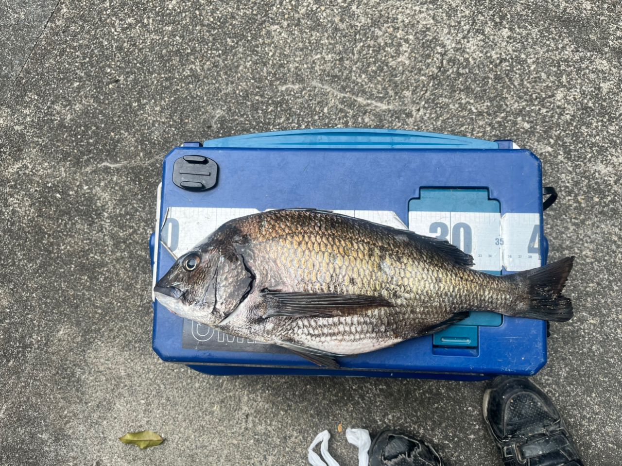 SHIMANO 23ボーダレス BB 460M-Tの最安値・インプレ・釣果 | 本音の