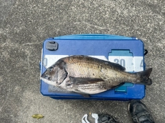 チヌの釣果