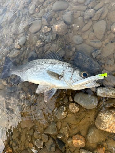 ヒラスズキの釣果