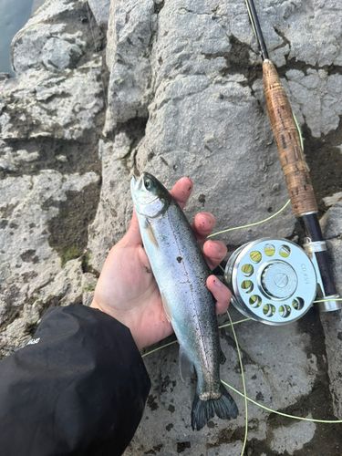 ニジマスの釣果