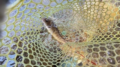 ヤマトイワナの釣果