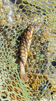 ヤマトイワナの釣果