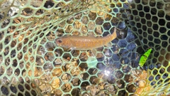 ヤマトイワナの釣果