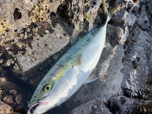 メジロの釣果