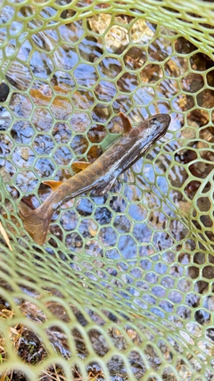 ヤマトイワナの釣果