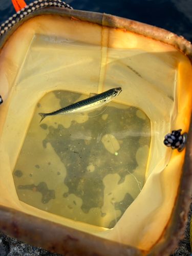 サバの釣果