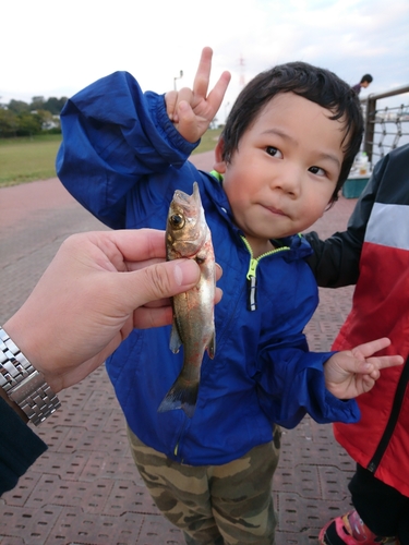 セイゴ（マルスズキ）の釣果