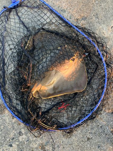 アカエイの釣果