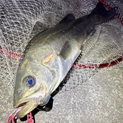 フッコ（マルスズキ）の釣果