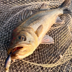 フッコ（マルスズキ）の釣果