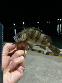 シロメバルの釣果