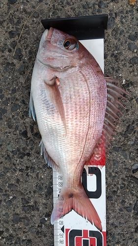 マダイの釣果