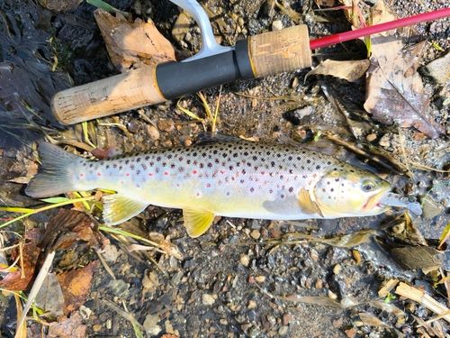ブラウントラウトの釣果