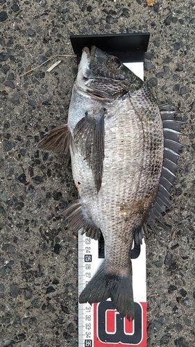 クロダイの釣果
