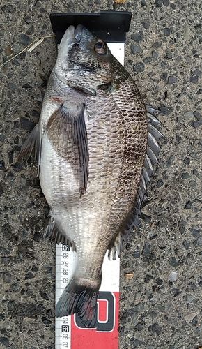 クロダイの釣果