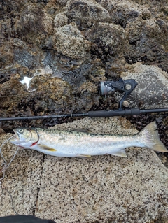 アメマスの釣果
