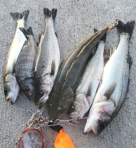 シーバスの釣果