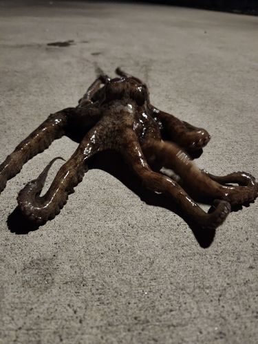 タコの釣果