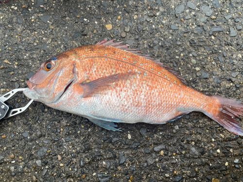 マダイの釣果