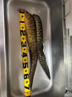 ウツボの釣果