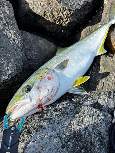 メジロの釣果