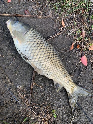 コイの釣果