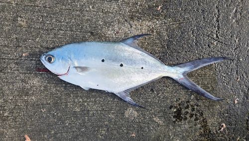 コバンアジの釣果