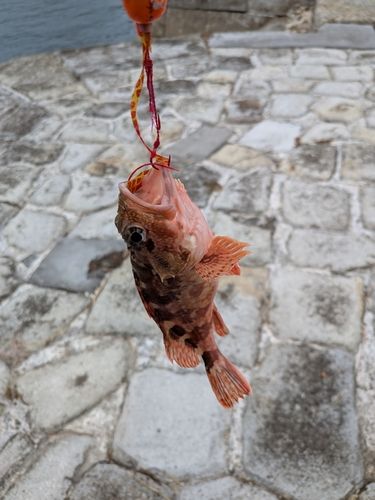 カサゴの釣果