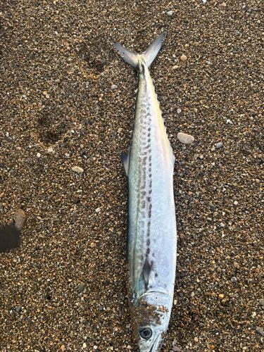 サゴシの釣果