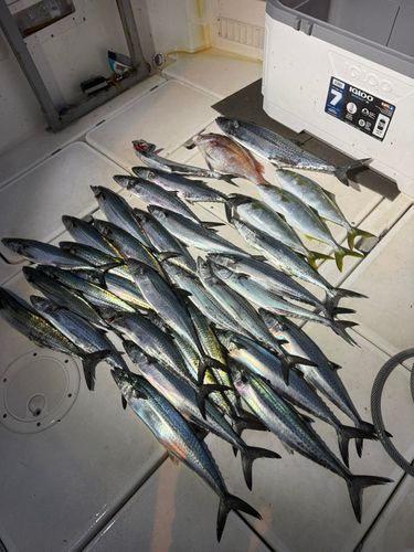 サゴシの釣果