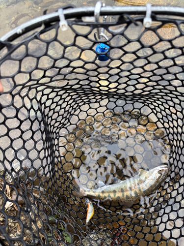 ヤマメの釣果