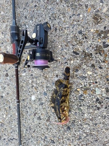 タケノコメバルの釣果