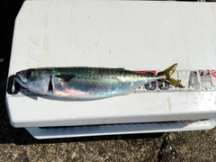 サバの釣果