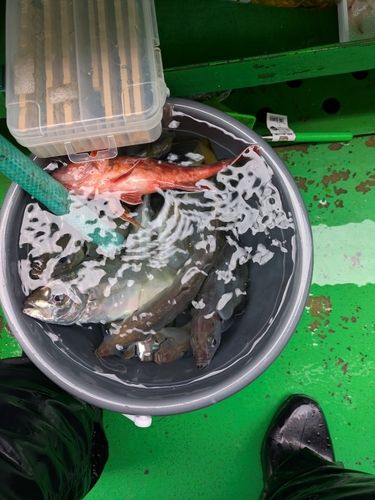 マアジの釣果