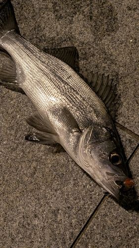 セイゴ（ヒラスズキ）の釣果
