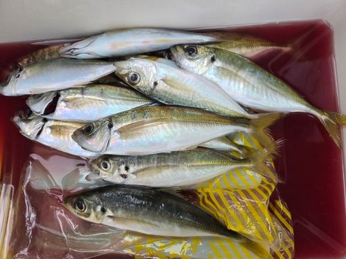 マアジの釣果