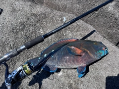 ブダイの釣果